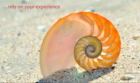 Beautiful nautilus shell dug into the wet sand.