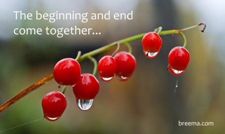 Ripe cherries hanging from the branch in the rain