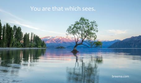 Lone tree in the middle of a lake at dawn