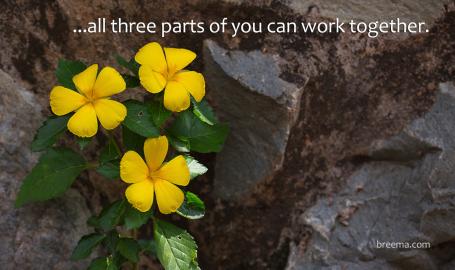 Little yellow flowers growing out of rock crevices