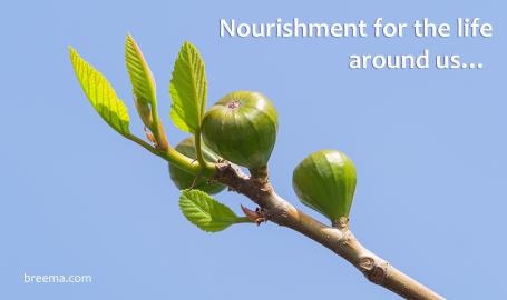 Ripe figs on a branch against blue sky