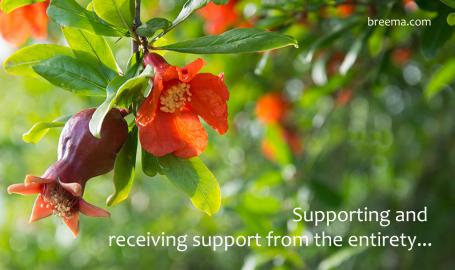 Pomegranate flower hanging from the tree