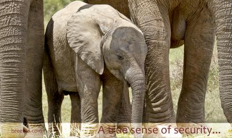 Young elephant surrounded by family