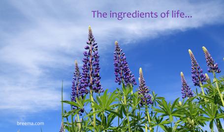 Blooming lupin flowers with blue skies and scattered clouds.