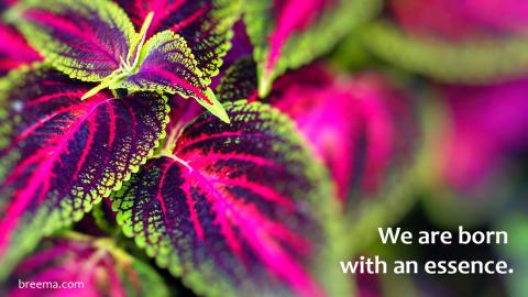 Close up of brilliant Coleus leaves.