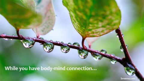 Rain water drops on the branches and green leaves.