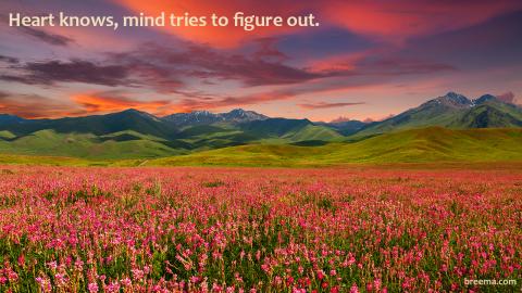 A variety of hues reflective from the flowers and clouds in a mountain valley. 