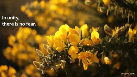 Yellow gorse flowers shining in a dim light.