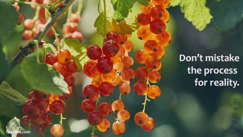 A bush of vibrant red currants.