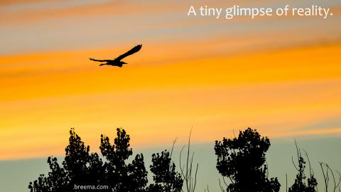 Great blue heron gliding above the canopy silhouetted in sunset.