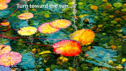 Colorful lily pads in a pond.