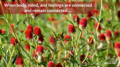 A field of red globe amaranth in bloom.