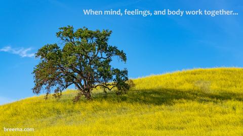 Solitary oak tree standing in a grassy field under a clear blue sky.