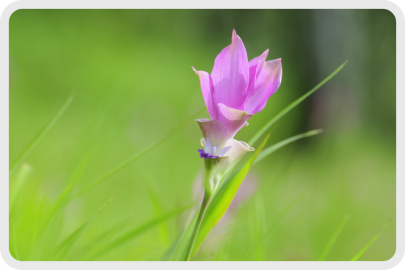 Blooming flower in amidst green fields.