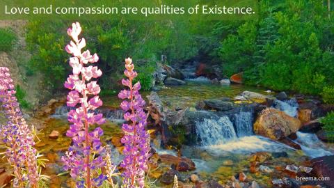 Lupin blooming along side of a babbling creekside.