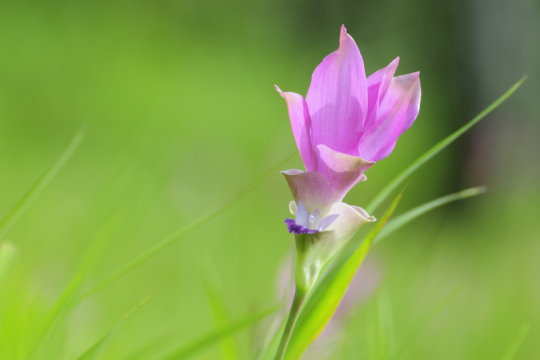 Young flower in bloom amongst a field of green.