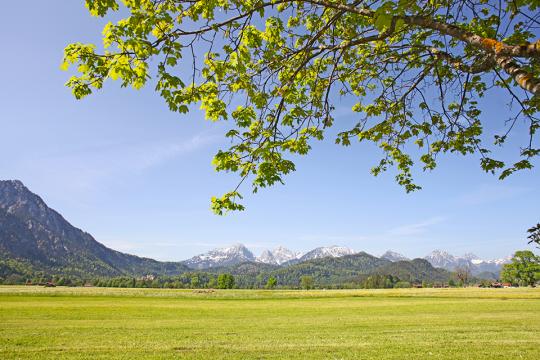 Green field with rocky mountains in the distance with leafy canopy overhead