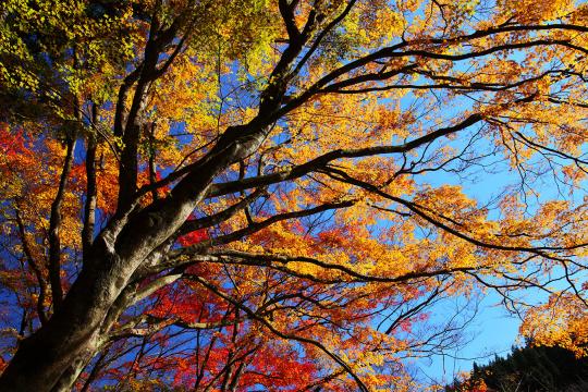 Fall color on large tree