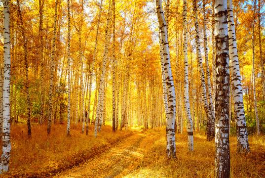 Autumn Aspen Forest