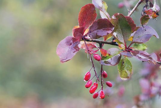 Red berries in winter