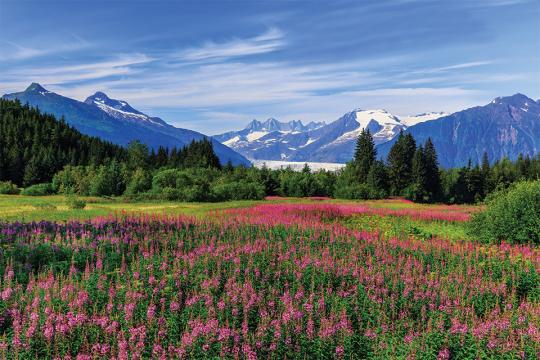 Mountains with flowering meadows