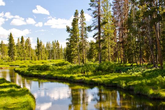 Pines and river