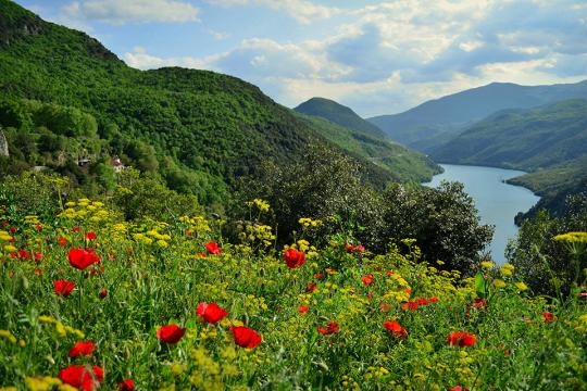 Mountains poppies and lake