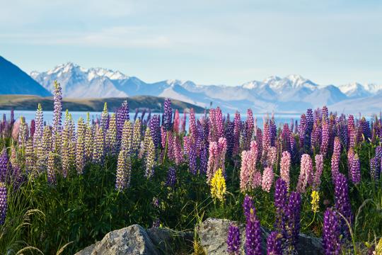 Mountains and lupins