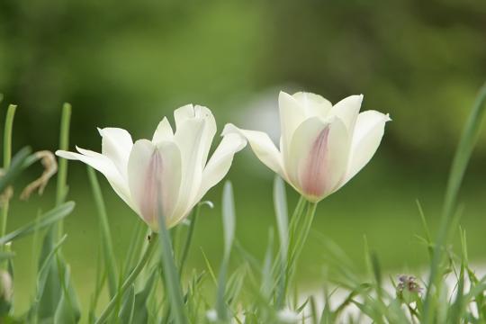 White flowers in green meadow