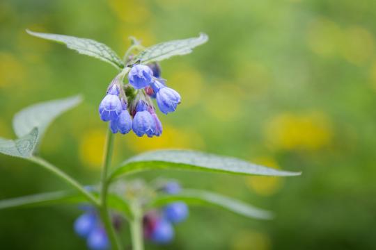 Blue comfrey flowers on green background