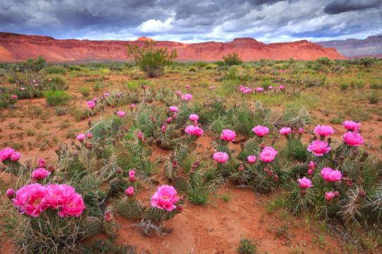 flowers blooming in desert