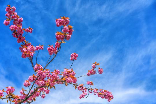 Cherry blossoms against the sky