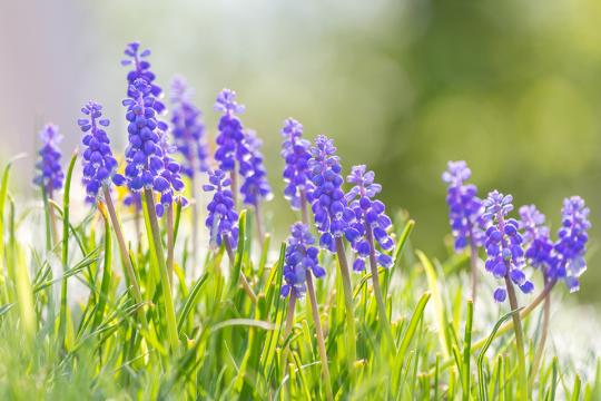 Grape hyacinths in bloom. Muscaria
