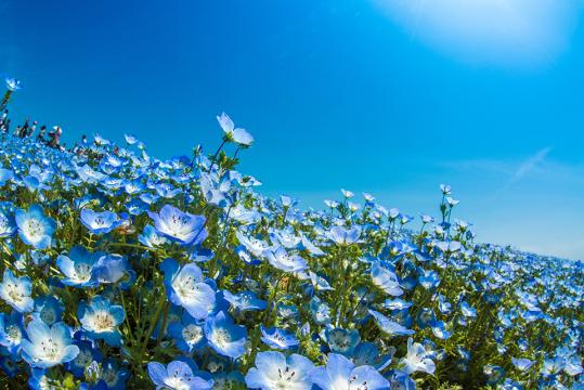 Blue sky and blue flowers