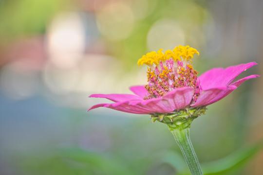 Beautiful pink flower opens