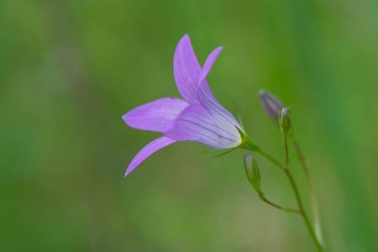 Purple Flower green background