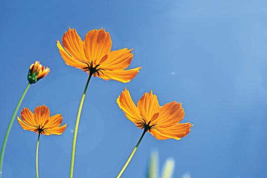 Orange Cosmos