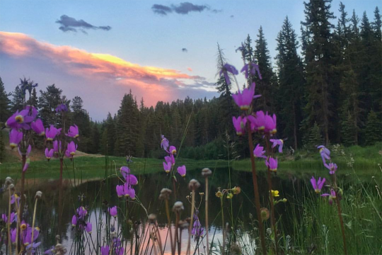 Calm stream in forest meadow at sunset