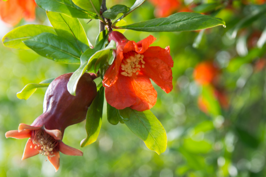 Pomegranate flower hanging from the tree