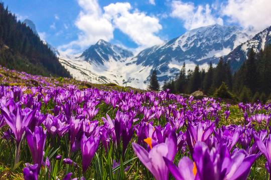 Crocus opening in mountain valley