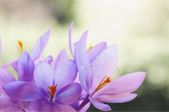 Open saffron crocus flowers