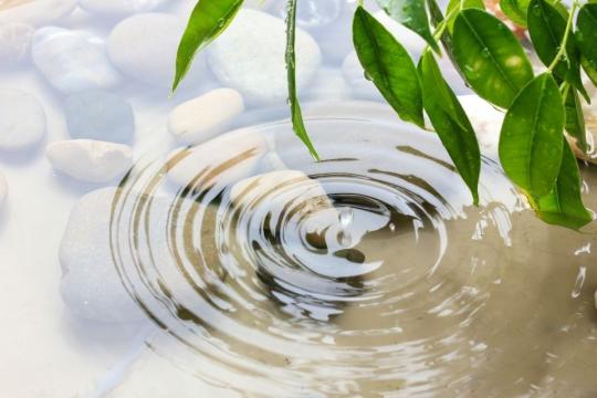 Ripple on the surface of the pond by a drop of water from a leaf.