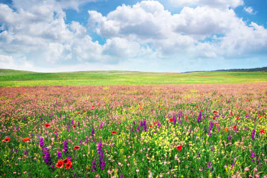 Field of flowers blooming with blue sky and puffy clouds above.