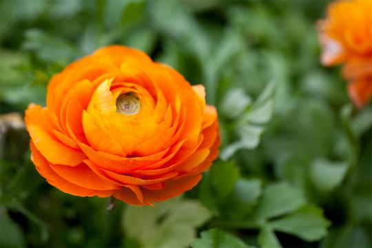 orange ranunculus flower