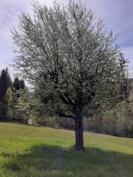 picture of blooming tree