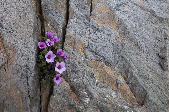 Purple saxifrage flowers growing in granite rocks