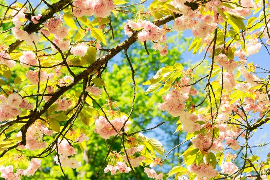 Cherry blossoms