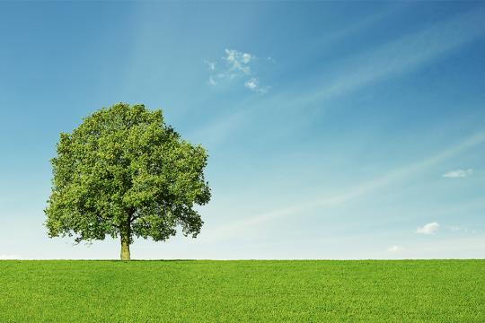 Tree, sky, green field