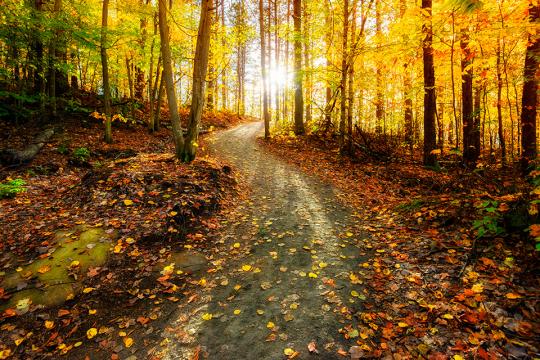 sunlight in fall forest