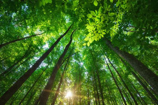 Green forest with sunlight